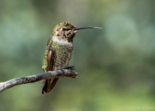 Hummingbird 1, U.S.